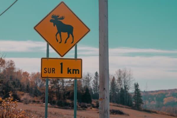 Matapedia - La présence d’orignaux