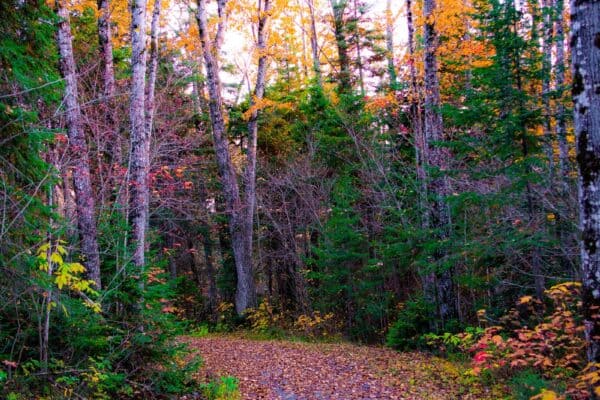 Matapedia - Un sentier en forêt