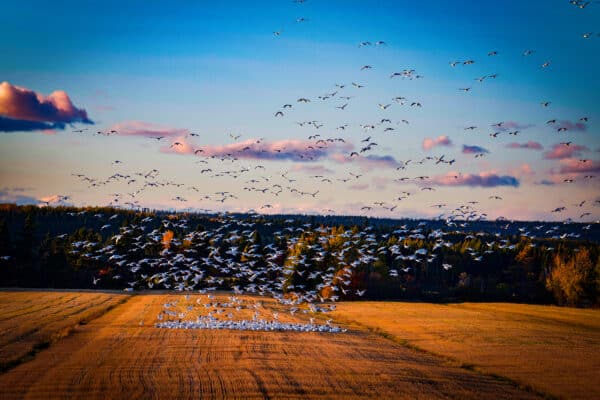 Rivière-du-Loup - Les oies blanches