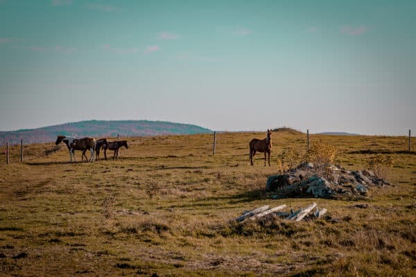 Témiscouata - Un ranch