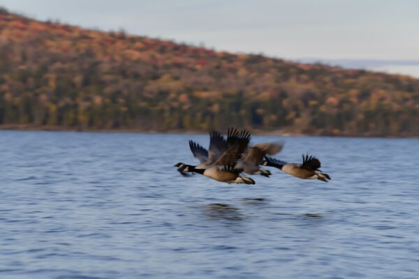 Témiscouata - Outardes sur le lac Témiscouata
