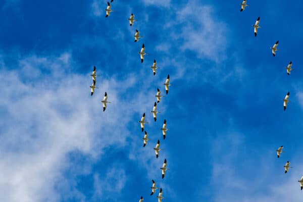 Kamouraska - Volée d’oies des neiges